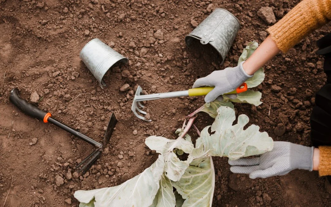Dobór narzędzi do uprawy gleby pod różne rodzaje roślin – od trawy po kukurydzę